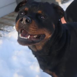 Rottweiler All Grown Up from AK Rotts