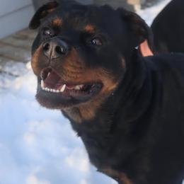 Rottweiler All Grown Up from AK Rotts