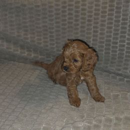 Todd - Red male Cavapoo puppy in Dewey, Oklahoma from Lebel Cavapoos