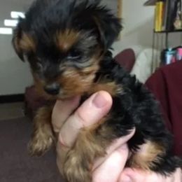 Yorkshire Terriers from European Treasures