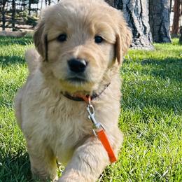 Waffles - Golden male Golden Retriever puppy in Peyton, Colorado from Jana Belanger