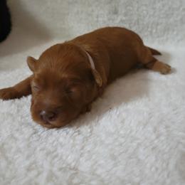 Maltipoo Puppies from Snow Pond Farm