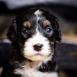 Lily - Tri-color female Bernedoodle puppy in Tyner, Kentucky from Good Dog Doodles