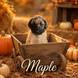 Maple - Merle female Bernedoodle puppy in Julian, Pennsylvania from Happy Valley Doodles