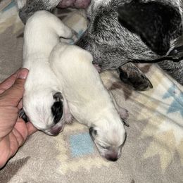 Australian Cattle Dog puppies from CT Mini Heelers