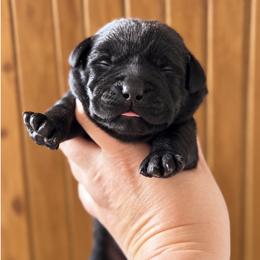 Skye - Black female Labrador Retriever puppy in Tomahawk, Wisconsin from Mahner Labs