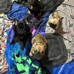 French Bulldog Puppies from Stratton Kennel