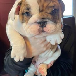 English Bulldog Puppies from Brandi Muecke's English Bulldogs