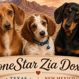 Dachshunds from Lonestar Zia Doxies