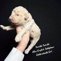 Twinkle Twinkle - Apricot female Goldendoodle puppy in Grove, Oklahoma from Guinn Family Farms