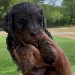 Poppy - Blue merle female Bernedoodle puppy in Millsap, Texas from Gaston’s Posh Poodles and Doodles