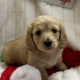 Lucy - Dachshund puppy from Farmhouse Dachshunds