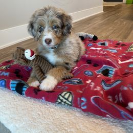 Aussiedoodle and Bernedoodle Puppies from North 40 Doodles