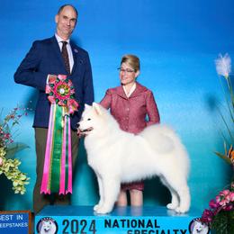 Samoyed puppies from Snowbright
