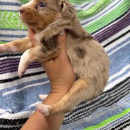 Girl two - Red merle female Miniature Australian Shepherd puppy in Mount Airy, Georgia from North Georgia Gems
