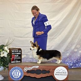 Chip - Pembroke Welsh Corgi