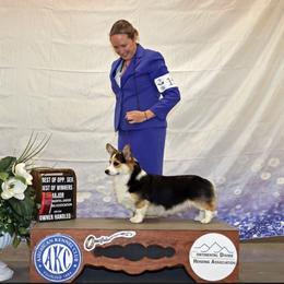 Chip - Pembroke Welsh Corgi