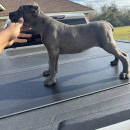 Twinkle - Gray female Cane Corso puppy in Laplace, Louisiana from BFM Cane Corso’s
