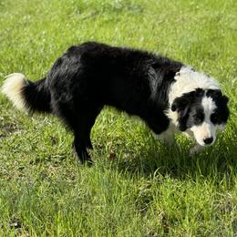 Fancy - Border Collie