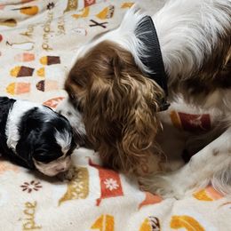 Cavalier King Charles Spaniel Puppies from Critter's Cottage Cavaliers