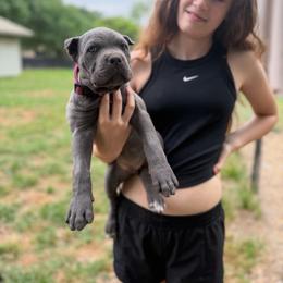 Pink collar - Gray female Cane Corso puppy in Opelousas, Louisiana from Azelees Cane Corso