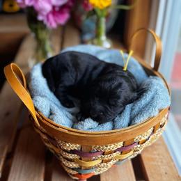 Sokka - Black male Goldendoodle puppy in Glen Daniel, West Virginia from Dani’s Doodles