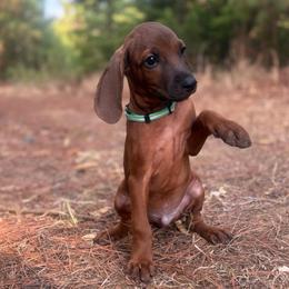 Tracker - Red male Redbone Coonhound puppy in Mount Pleasant, Texas from Harmons Hounds
