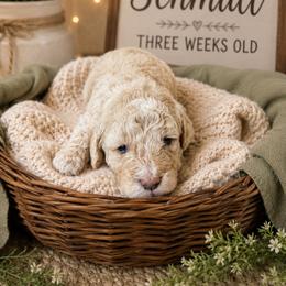 Schmidt - Apricot male Goldendoodle puppy in North Branch, Michigan from Graceful Miniature Goldendoodles
