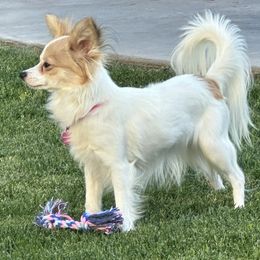 Penelope - Papillon