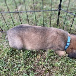 xDutch Shepherd Puppies from Crystal Coast K9 MHC