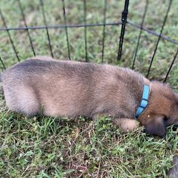 xDutch Shepherd Puppies from Crystal Coast K9 MHC