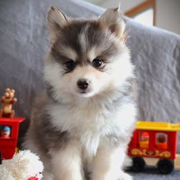 Dasher - Silver and white male Pomsky puppy in Zearing, Iowa from Short Creek Pomskies of Iowa