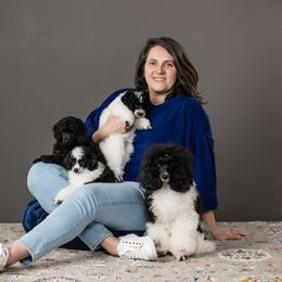 Poodle Puppies from Moonrise Poodles