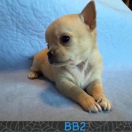 Charlie - Cream male Chihuahua puppy in Harlan, Iowa from Home Grown Chihuahuas From Iowa