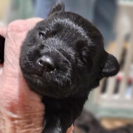 Girl 4 - female Miniature Schnauzer puppy in Blountville, Tennessee from Maxwell House Schnauzers