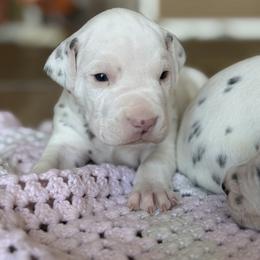 Male 1 - White and liver brown male Dalmatian puppy in Lake Mathews, California from Bully Market