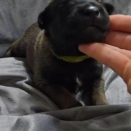 Echo's Neon - Mahogany male Belgian Malinois puppy in Berry, Alabama from North River k9