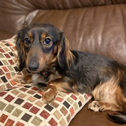 Loretta - Dachshund