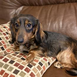 Loretta - Dachshund