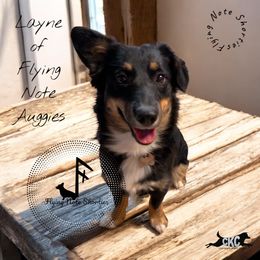 Layne - American Corgi