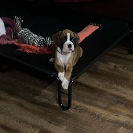 Bolo - Fawn male Boxer puppy in Sugar Land, Texas from House of Onyx Boxers