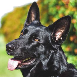 Raven - German Shepherd