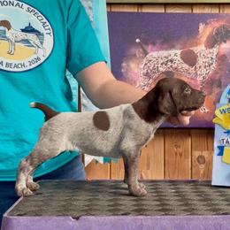 King Triton - Liver roan male German Shorthaired Pointer puppy in North Branch, Minnesota from Chrishelle Farm