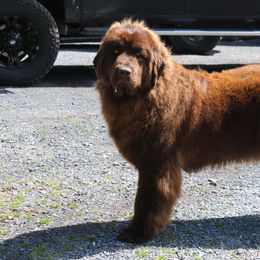 Oakley - Newfoundland