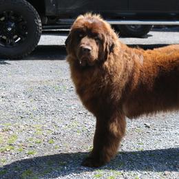 Oakley - Newfoundland