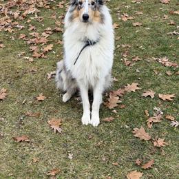 Collie and Yorkshire Terrier All Grown Up from Puppy Dog City