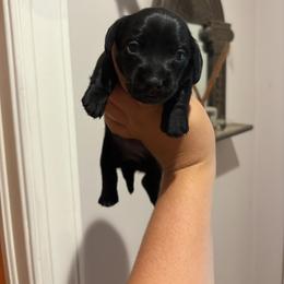 Girl 3 - Black female Dachshund puppy in Columbiana, Alabama from Tonya's Dachshunds