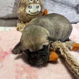 Deer - Yellow female Black Mouth Cur puppy in Warsaw, Missouri from Heritage Cow Dogs