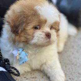 Shih Tzus from Texas Shih tzu crew Shih Tzus