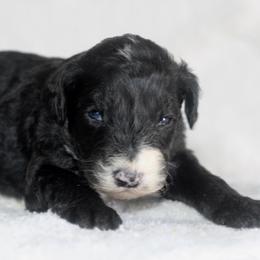 Clark - Black and white male Sheepadoodle puppy in Lowry City, Missouri from Cooper Creek Puppies